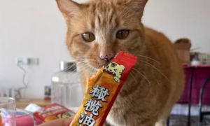 猫可以吃辣条吗