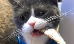 有什么零食能给猫吃