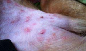 狗狗常见的9种皮肤病识别图解图片