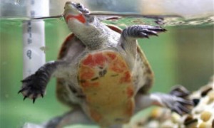 红腹短颈龟雌雄如何辨别