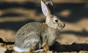 沙漠棉尾兔一般多少斤