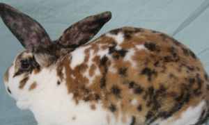维兰特兔常见病和治疗方法