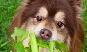 狗可以吃芹菜吗