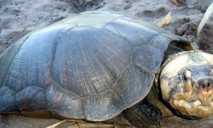 马达加斯加大头侧颈龟雌雄如何辨别