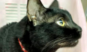 流浪黑猫一只眼被弄瞎，无人愿管，暖心爷爷出现改变了它的喵生