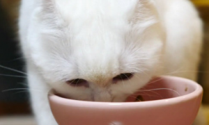 猫罐头吃多少合适