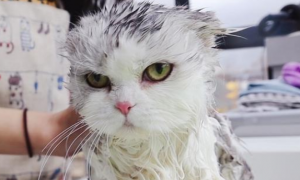 小猫没打疫苗能洗澡吗