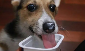 狗狗可不可以喝酸奶