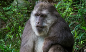 短尾猴是国家一级保护动物吗
