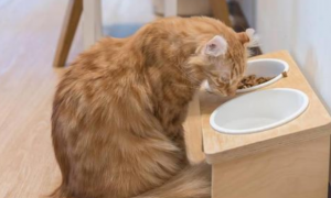 小猫不好好吃猫粮怎么办