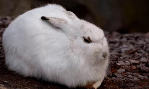 兔子繁殖能力惊人，脂肪率低，为何未成为人类主食？背后隐情在此
