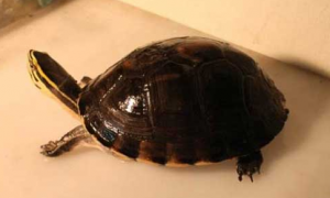 安布闭壳龟是深水龟吗