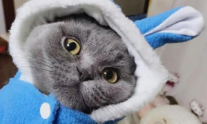 天气渐冷，猫咪要穿衣服吗？