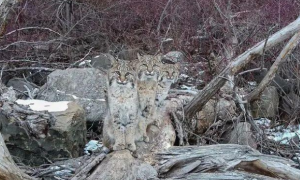 摄影师好运爆棚！本是去拍日出，结果却拍到了三只下山的野生山猫
