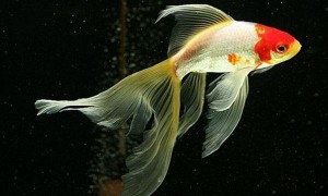红白草金鱼能和其他鱼混养吗
