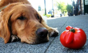 狗狗能吃番茄吗