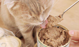猫罐头喂食方法