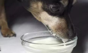 狗狗可以喝人酸奶吗