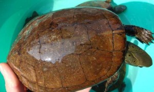 拟眼斑水龟可以深水养吗