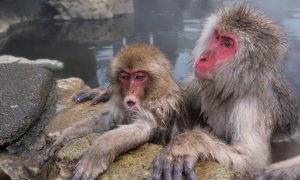 日本猕猴可以做宠物吗