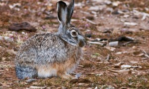 高原兔常见病和治疗方法