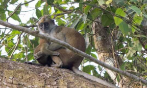 橄榄绿疣猴是国家一级保护动物吗