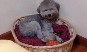 网民给贵宾犬吃完个番茄，它躲在窝内悄悄笑，有那么美味吗？
