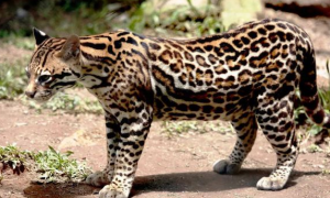 稀罕！芦山太平首次发现珍惜动物豹猫！