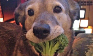 狗能吃西兰花吗