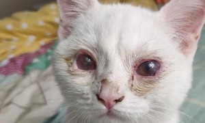 猫咪鼻支炎的症状表现有哪些吃什么药