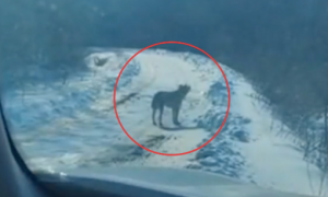 雪天遇一只动物，网友以为是野狼都被吓哭了，报警才知原来是二哈