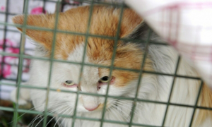 猫咪被困成都高架桥桥墩缝隙获救，已靠六旬大爷抛食生存两年