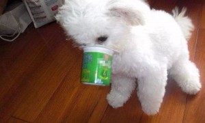 狗可以喝酸奶吗?