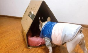 纸盒怎么做狗窝
