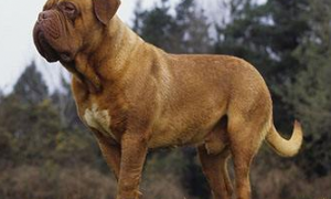 波尔多犬起源和介绍