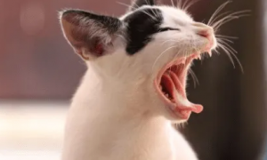 猫咪口臭是正常的吗