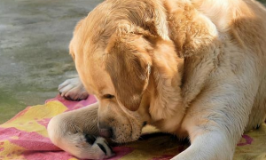 为什么狗狗一直舔自己的脚