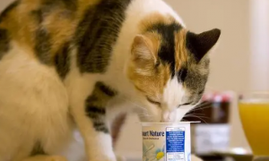 猫咪可以酸奶吗