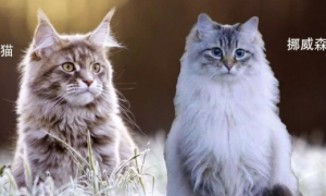 挪威森林猫和缅因猫的区别