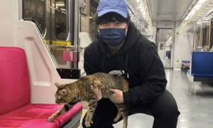 地铁上发现了一只猫咪，被抓住了还想要逃，好像是逃票人员呀！