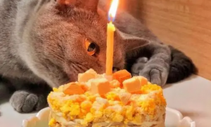 猫咪能吃蛋糕吗