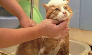 猫洗澡怎么洗