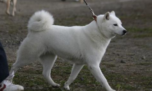 北海道犬攻击性很强吗