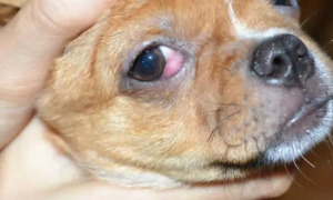 狗狗眼睛有脓的眼屎什么原因呢