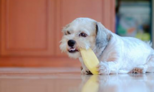 宠物狗狗能吃芒果吗