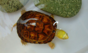 黄喉拟水龟是国家保护动物吗