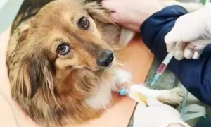 养宠物狗不打疫苗可以吗