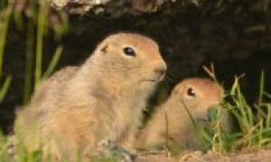 永井岛北极地松鼠是不是保护动物