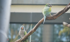 武汉动物园首次！紫胸鹦鹉有了小宝宝