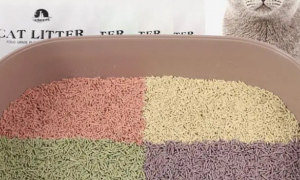 猫砂都有什么种类